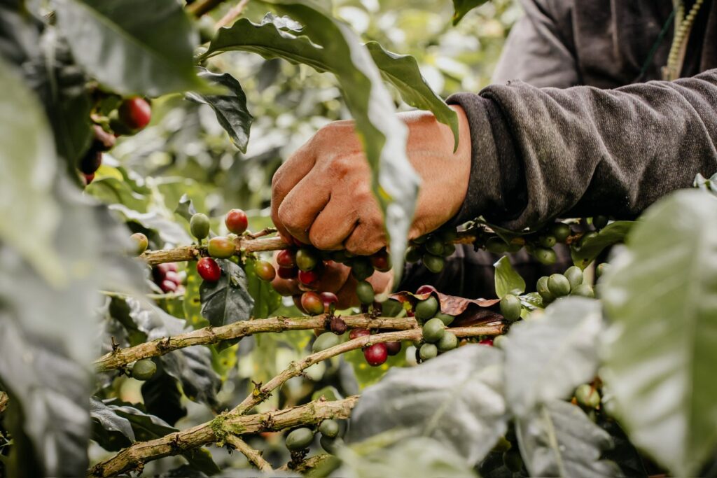 Cosecha manual de café de especialidad en finca ecuatoriana