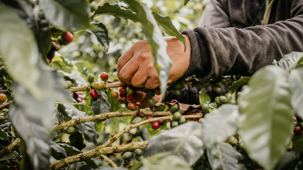 Recolección manual de café de especialidad en Napo Ecuador durante cosecha de cereza madura